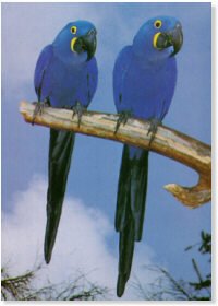 CARTEL DE GUACAMAYA VIOLETA (JACINTA)