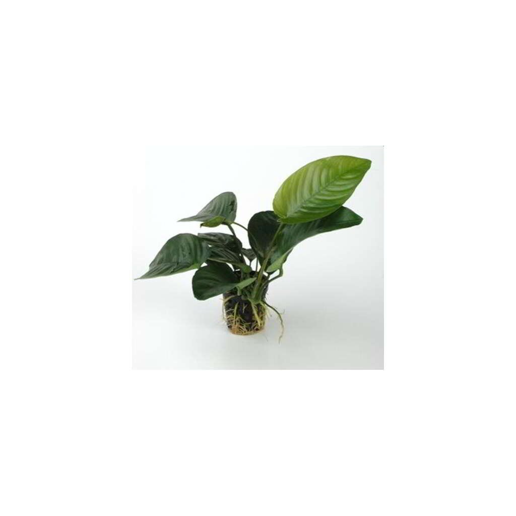Anubias Barteri - Imagen 1