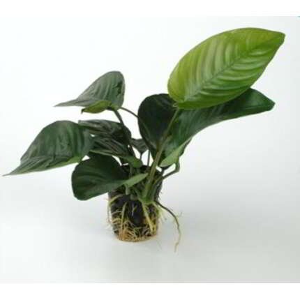 Anubias Barteri