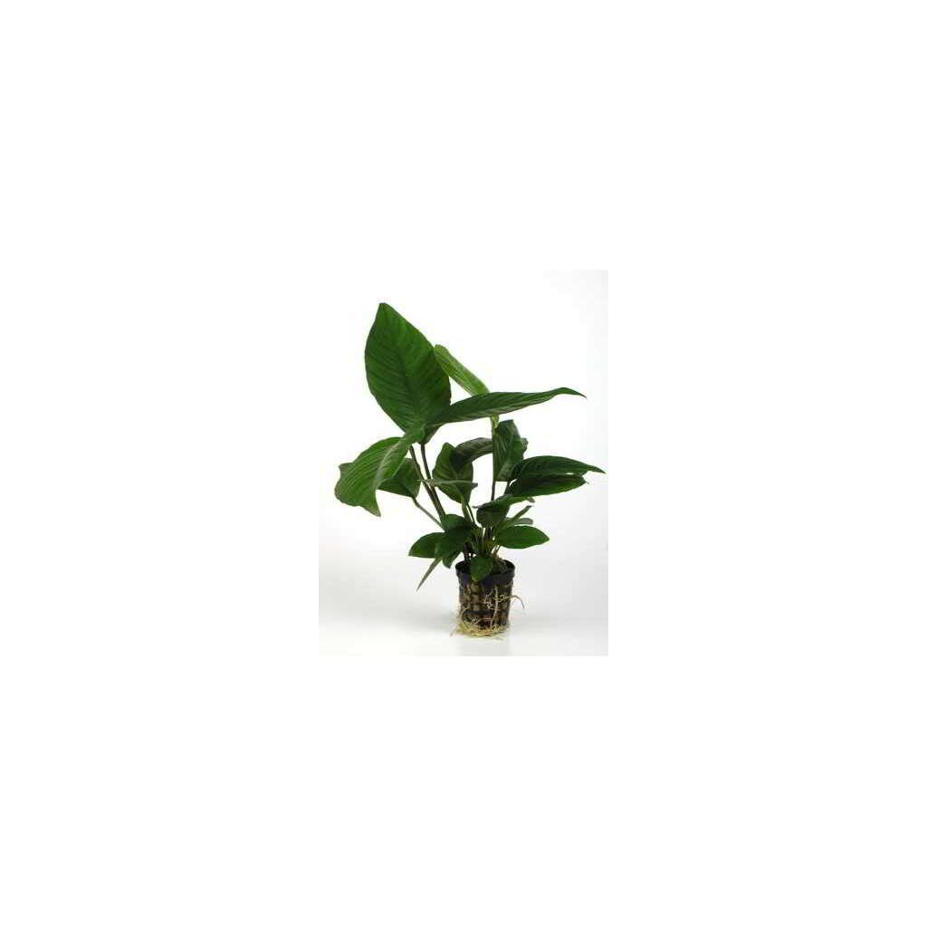 ANUBIAS HETEROPHYLLA - Imagen 1