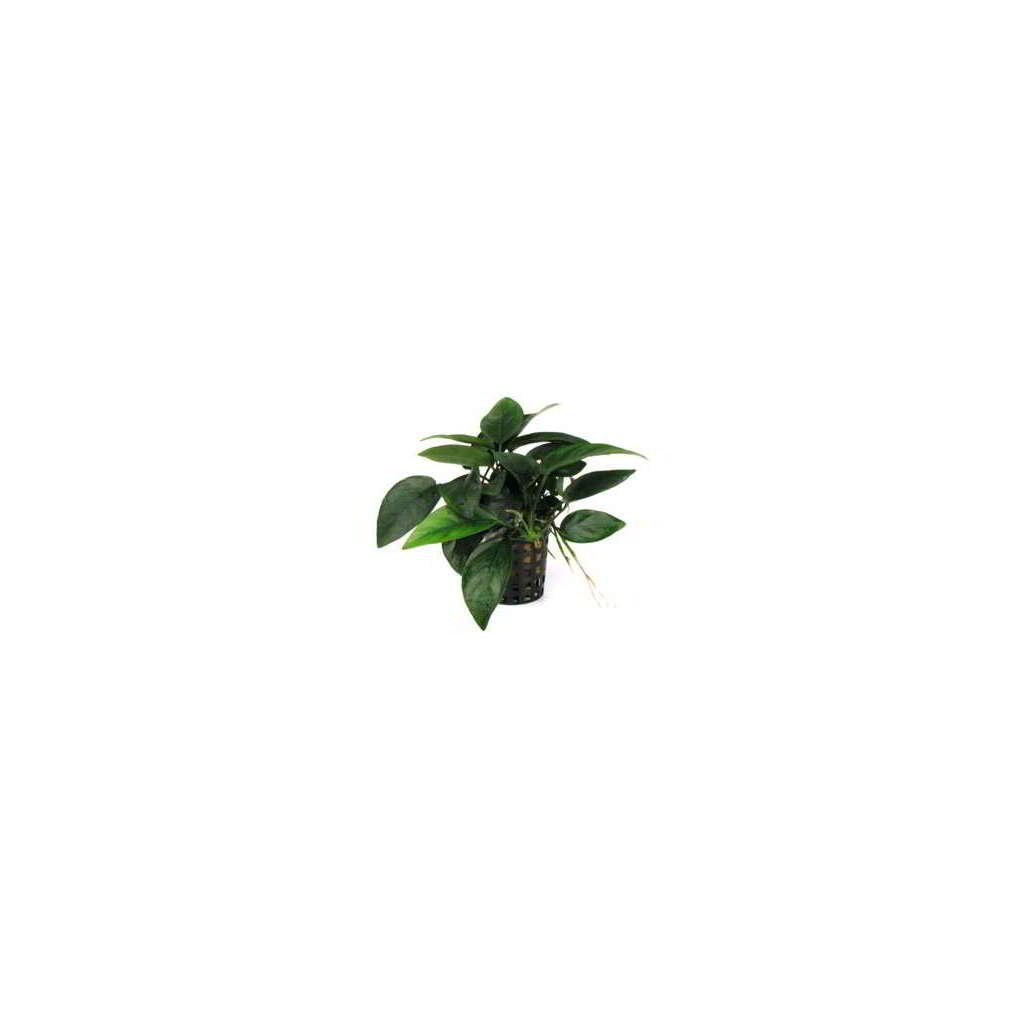 ANUBIAS NANA - Imagen 1