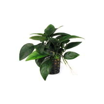 ANUBIAS NANA