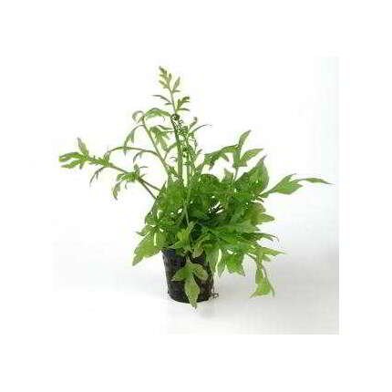 CERATOPTERIS THALICTROIDES
