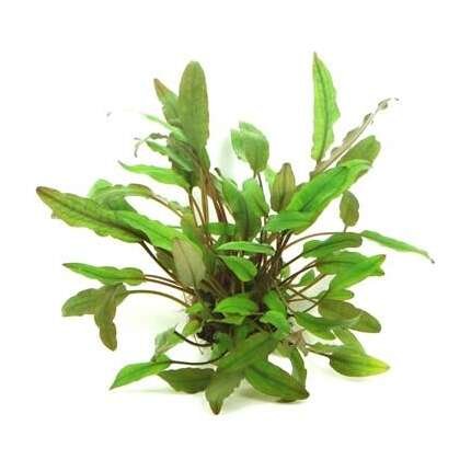 CRYPTOCORYNE BECKETTII