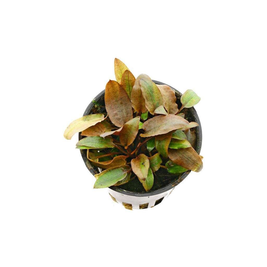 CRYPTOCORYNE PETCHII ROSA - Imagen 1