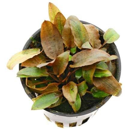 CRYPTOCORYNE PETCHII ROSA