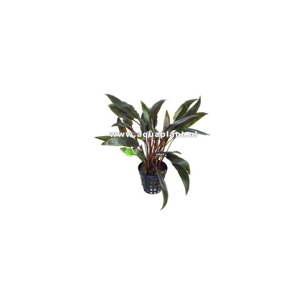 CRYPTOCORYNE SP ROJO - Imagen 1