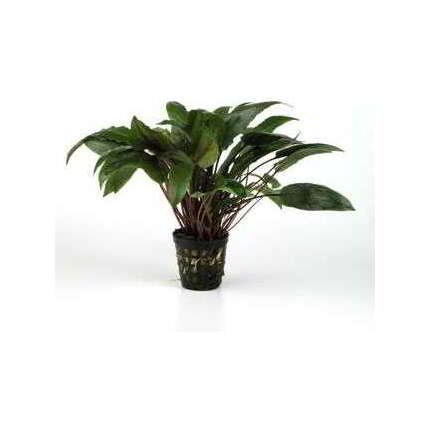 CRIPTOCORYNE ONDULA A KASSELMAN