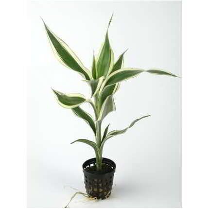 DRACAENA SANDERIANA