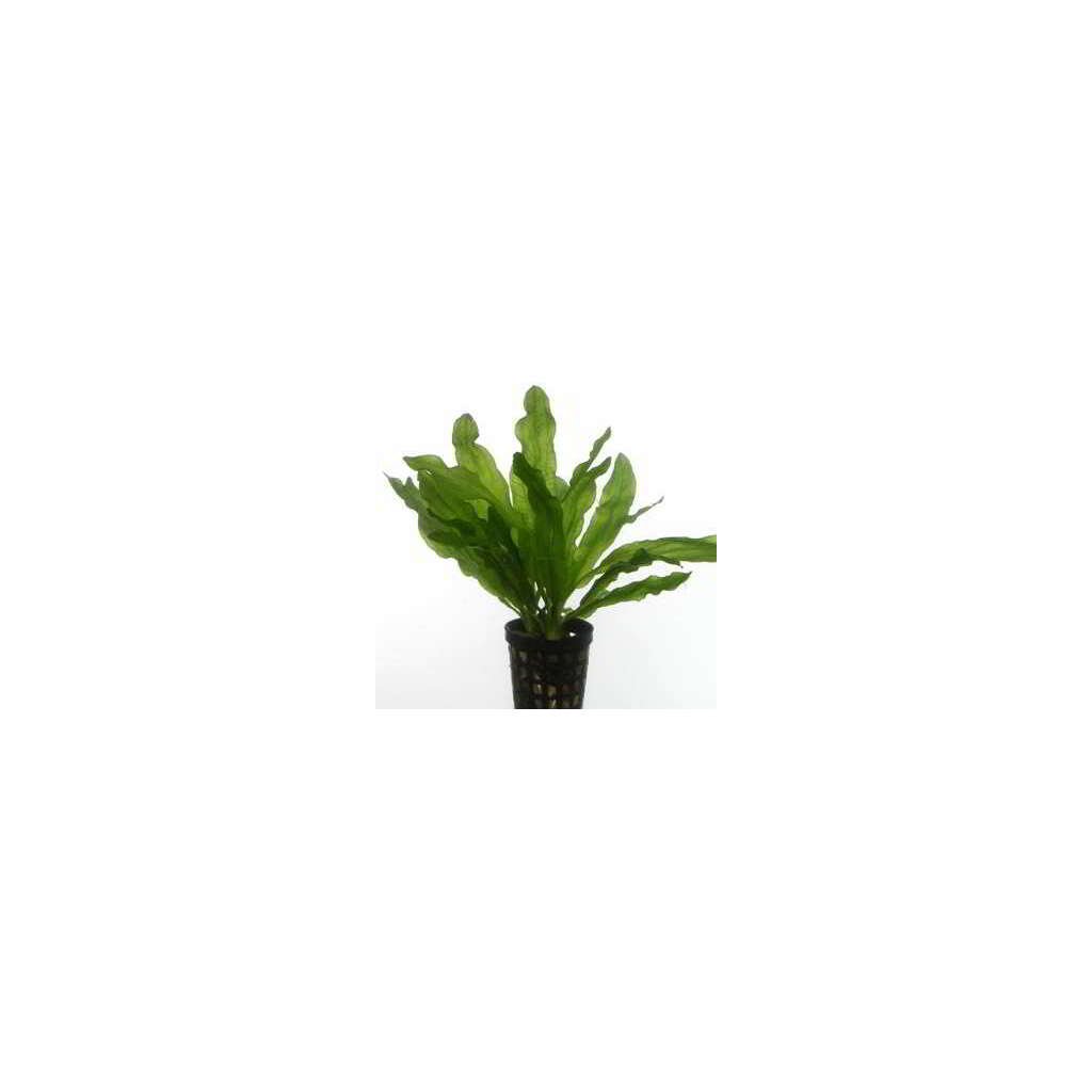 ECHINODORUS MARTII - Imagen 1