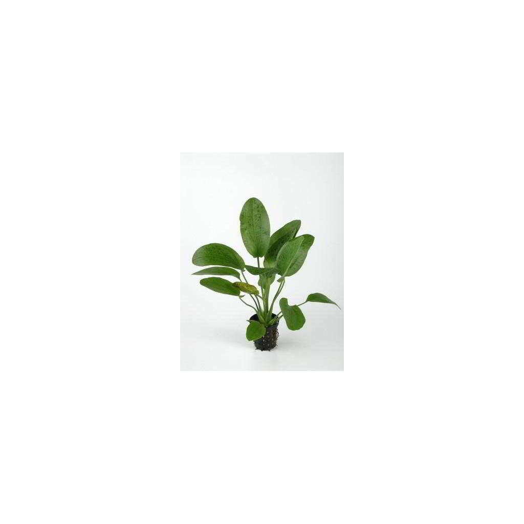 ECHINODORUS OZELOT VERDE - Imagen 1