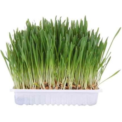 Hierba gatera 100 gr