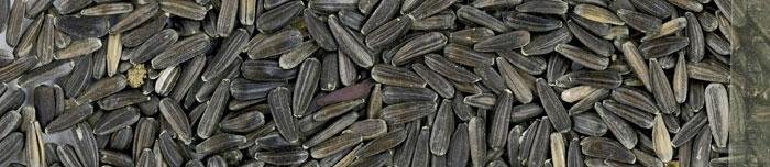 girasol-negro-micro-750-gr GIRASOL NEGRO MICRO 750 GR - Imagen 1