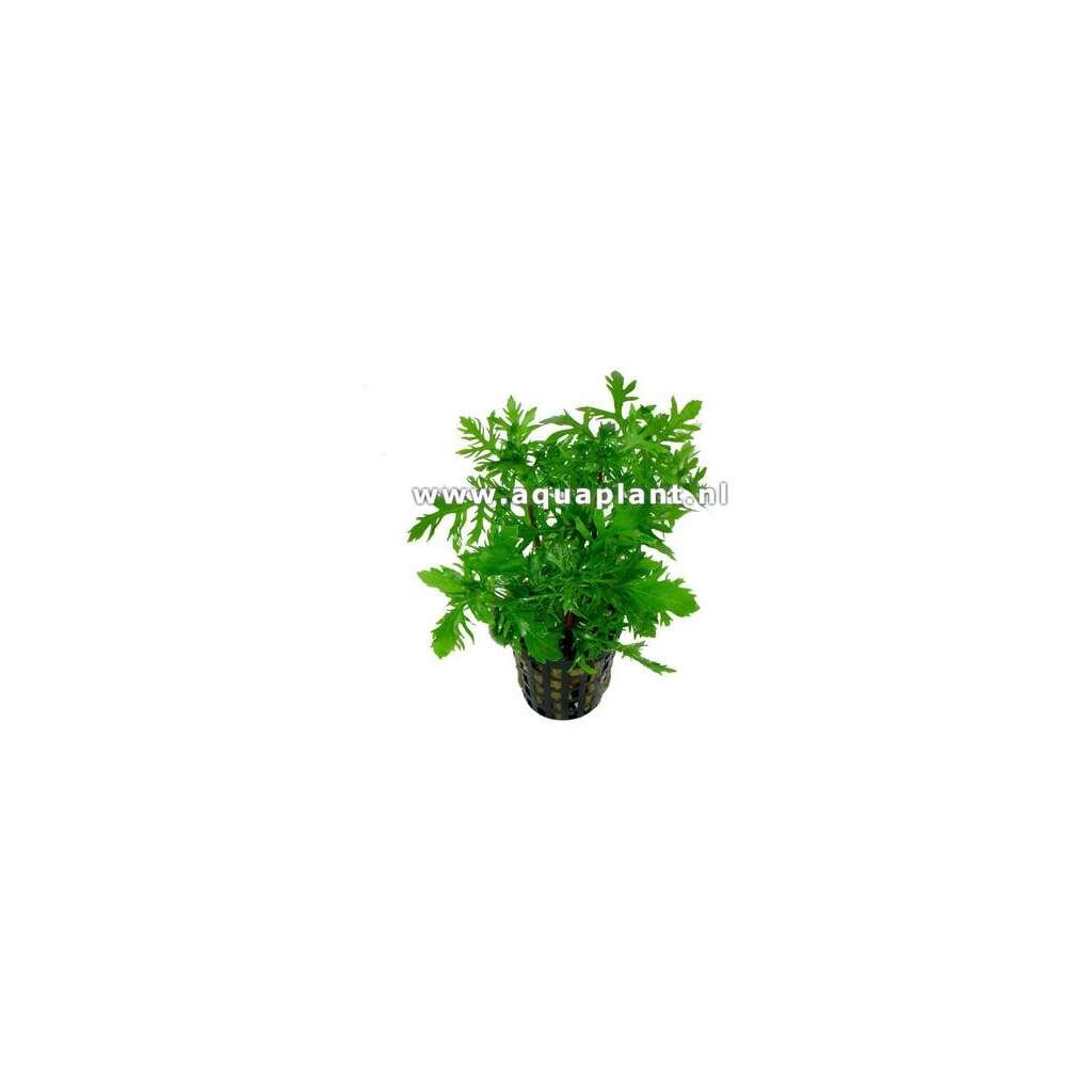 Hygrophila difformis - Imagen 1
