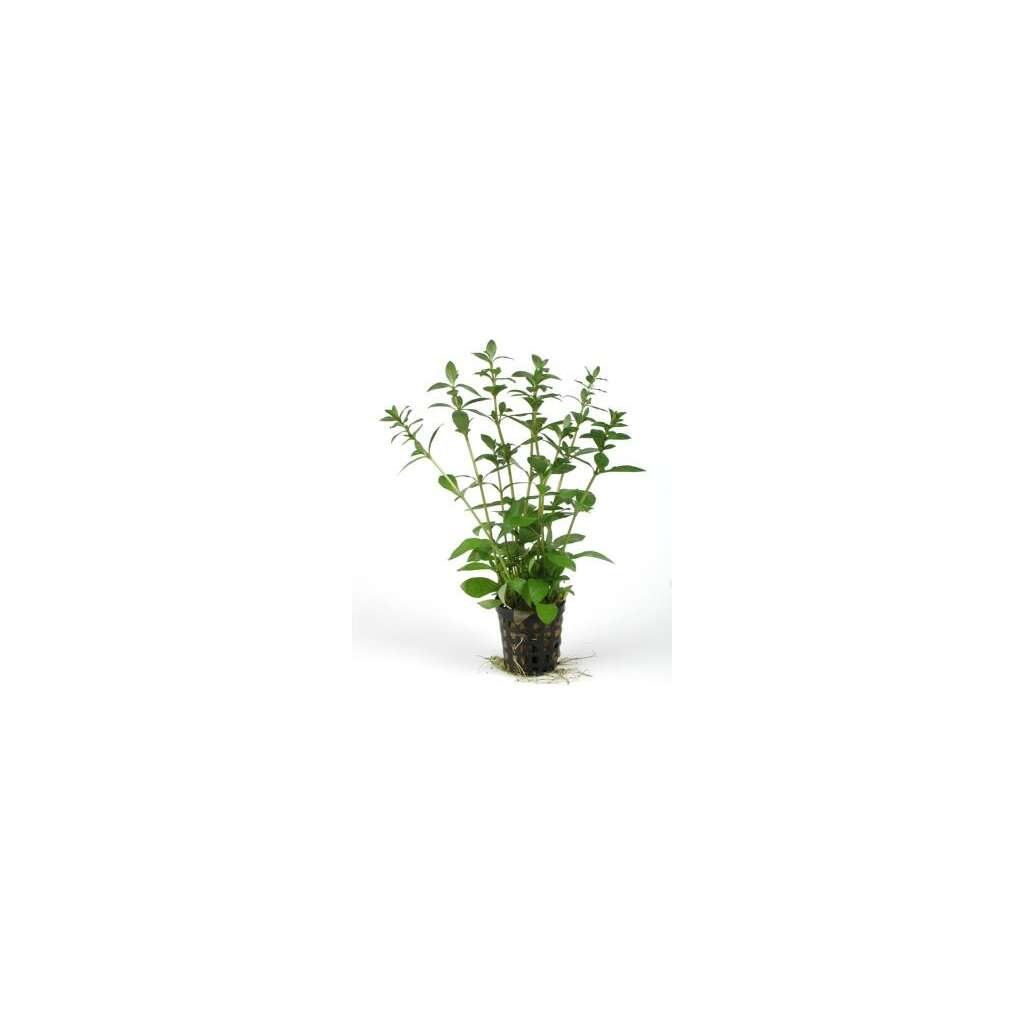 HYGROPHILA POLYSPERMA - Imagen 1