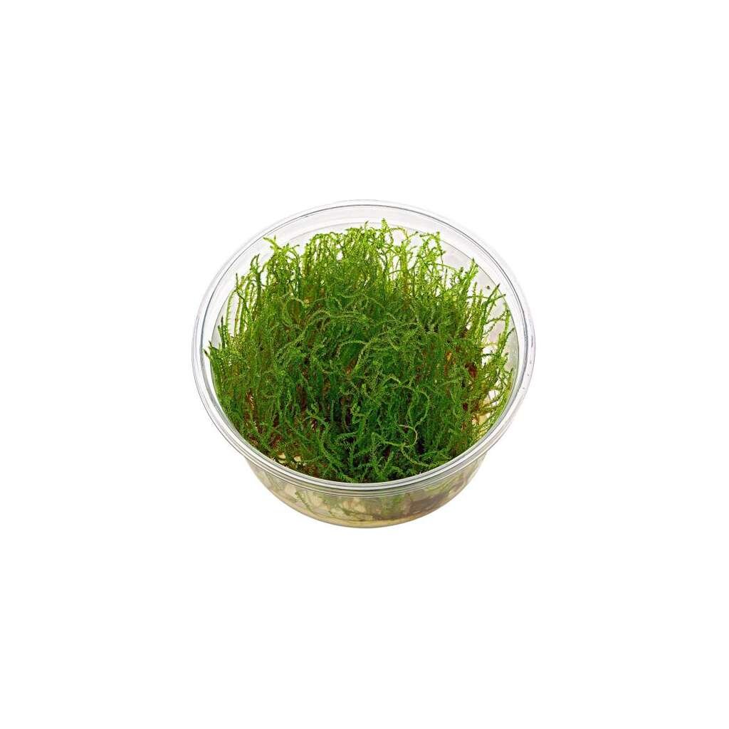 MUSGO RASTRERO IN VITRO - Imagen 1