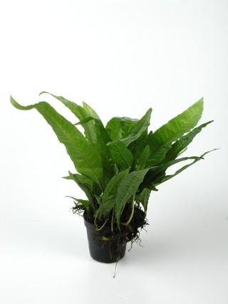 PTEROPUS MICROSORIUM