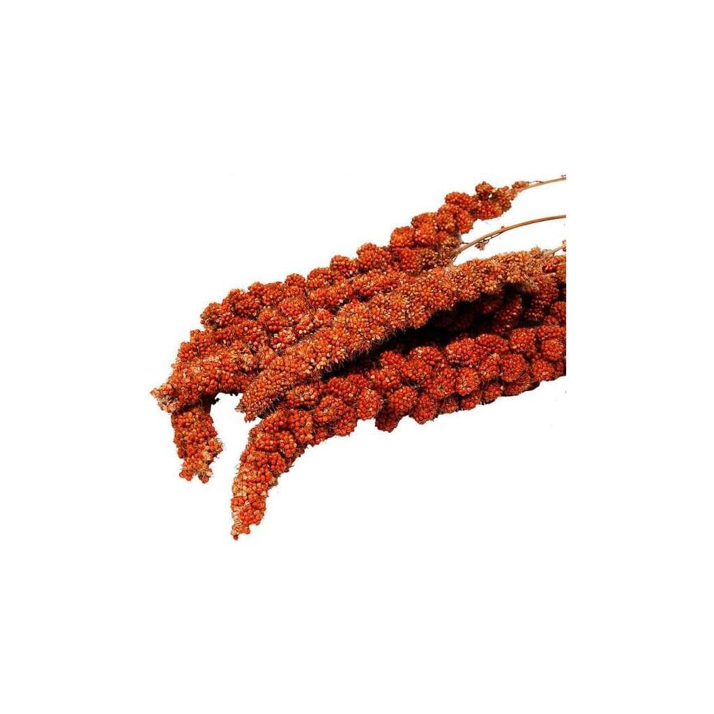 MAZORCAS DE MAÍZ DE MIJO ROJO 500 GR - Imagen 1