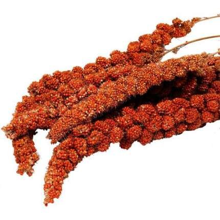 MAZORCAS DE MAÍZ DE MIJO ROJO 500 GR