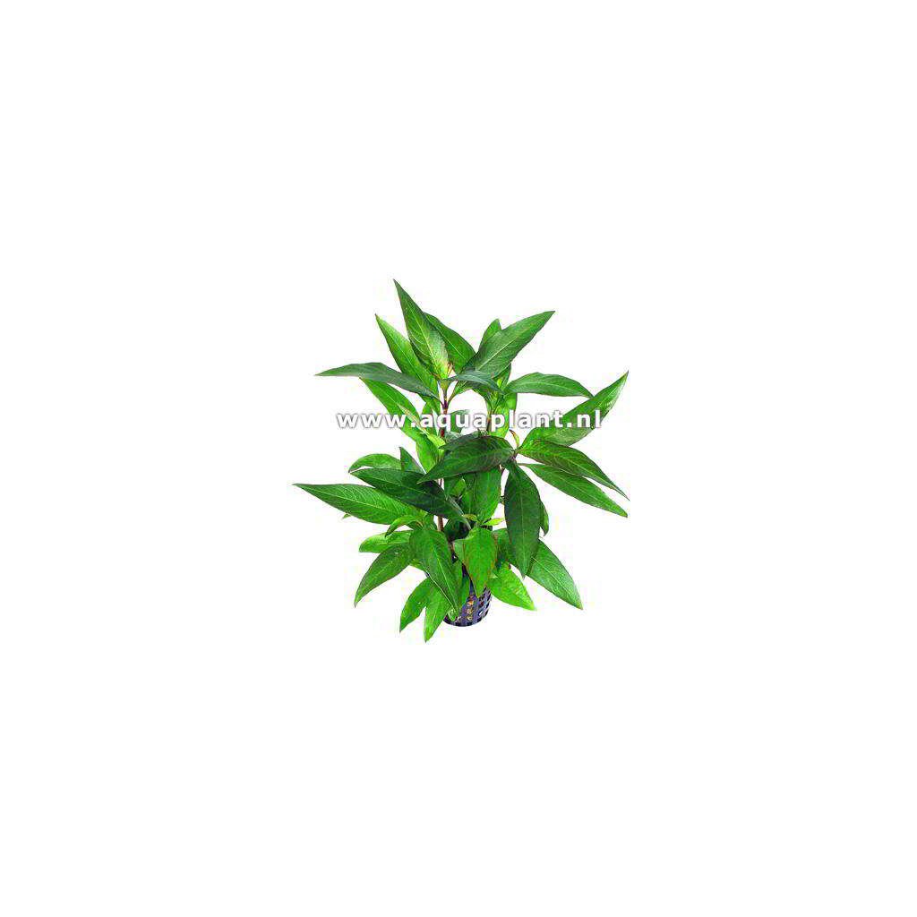 Hygrophila siamensis - Imagen 1