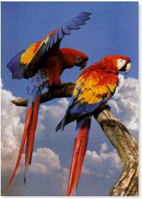 CARTEL DE GUACAMAYO ESCARLATA