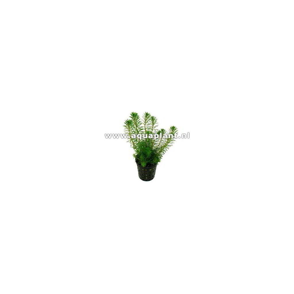 ROTALA WALICHII - Imagen 1