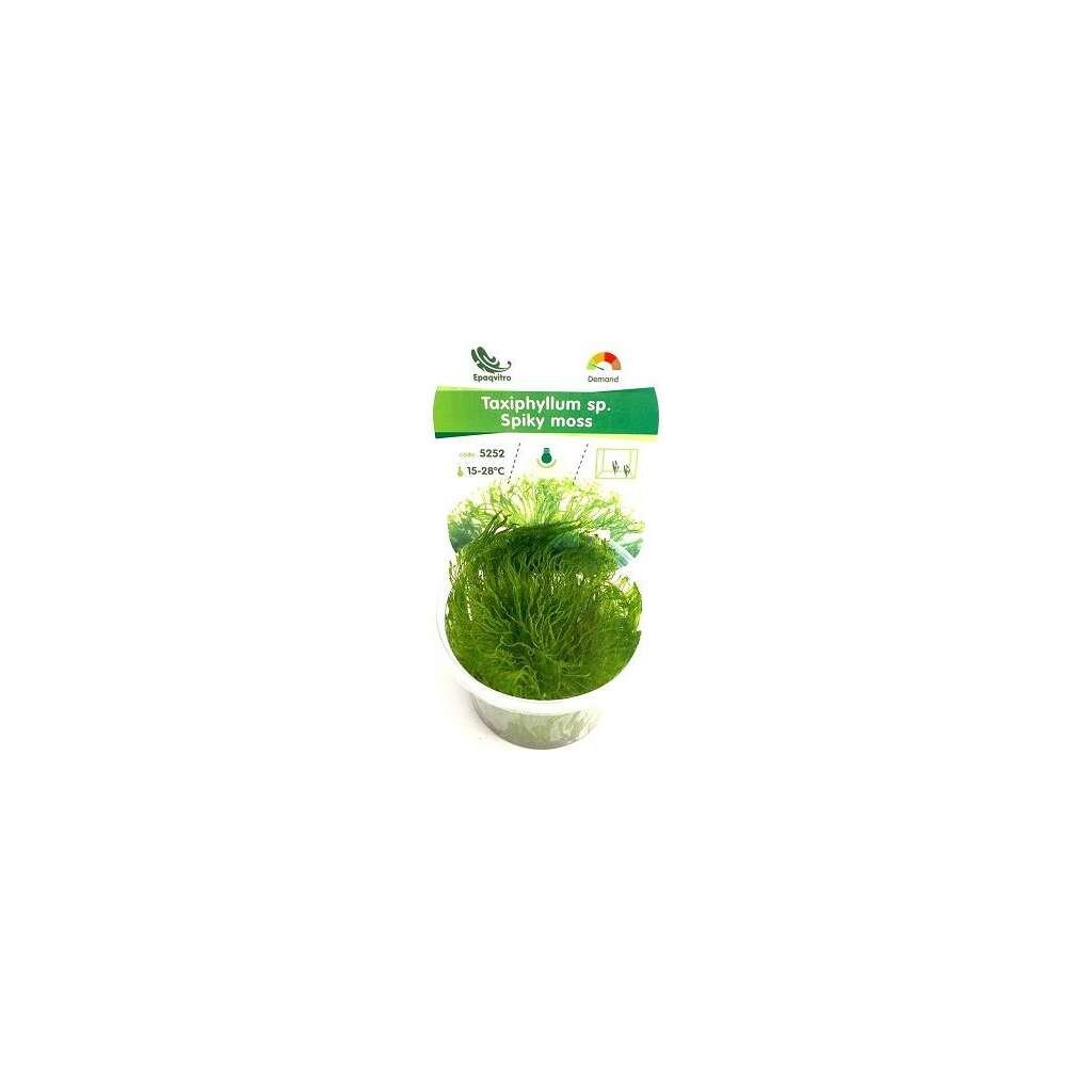MUSGO PICANTE IN VITRO - Imagen 1
