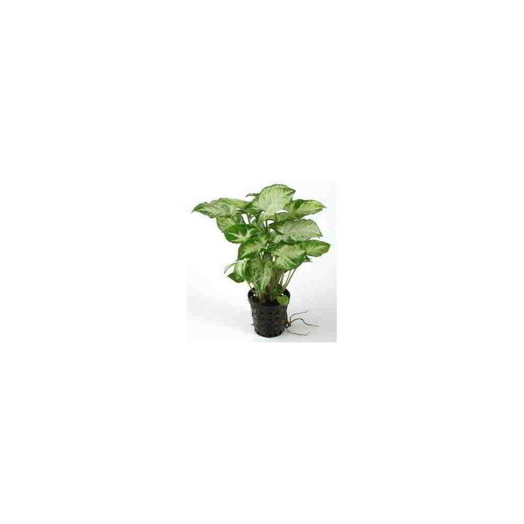 SYNGONIUM PIXIE - Imagen 1