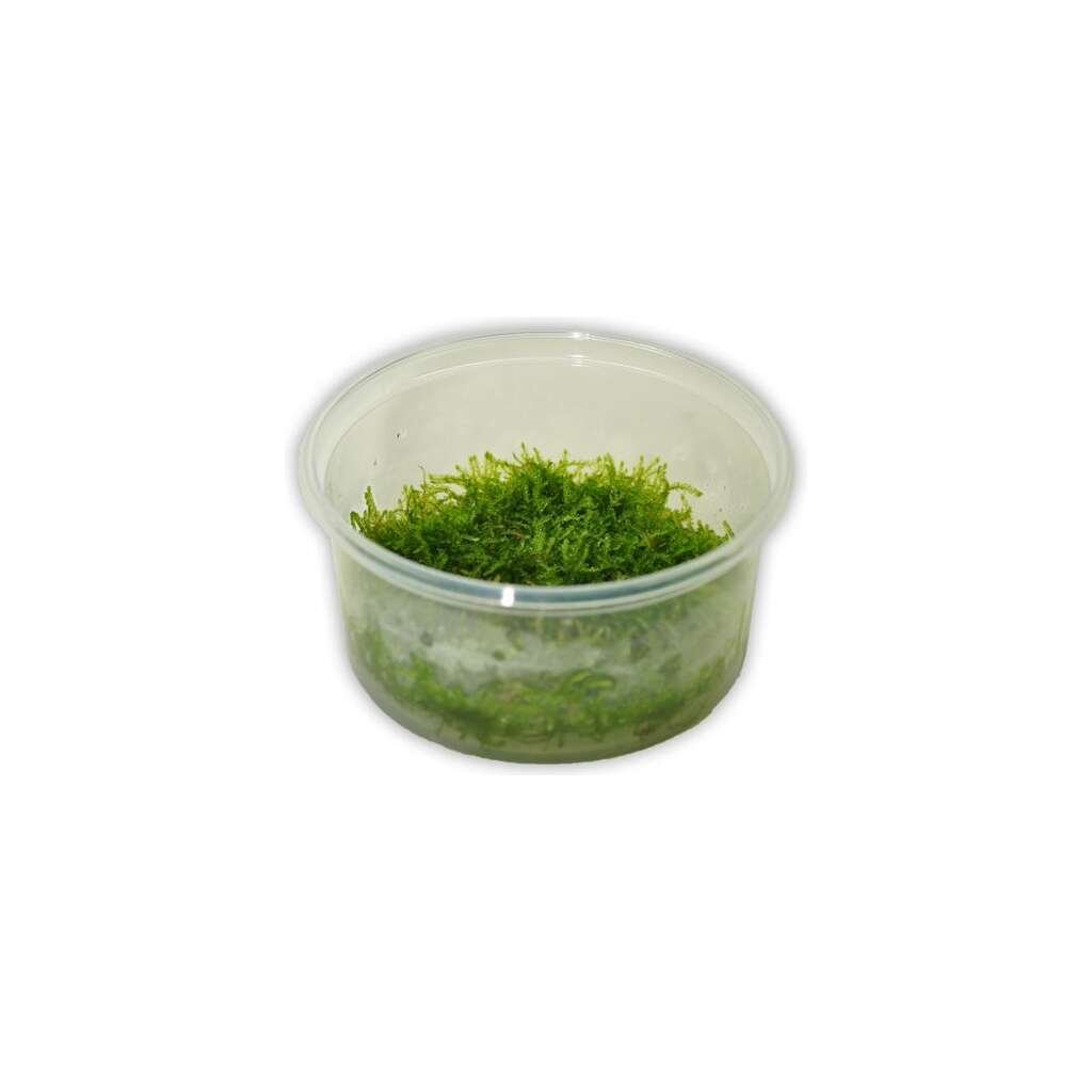 TERRINA DE TAXIPHYLLUM BARBIERI 100 ML - Imagen 1