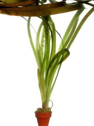 valisneria-gigantea Valisneria gigantea - Imagen 1