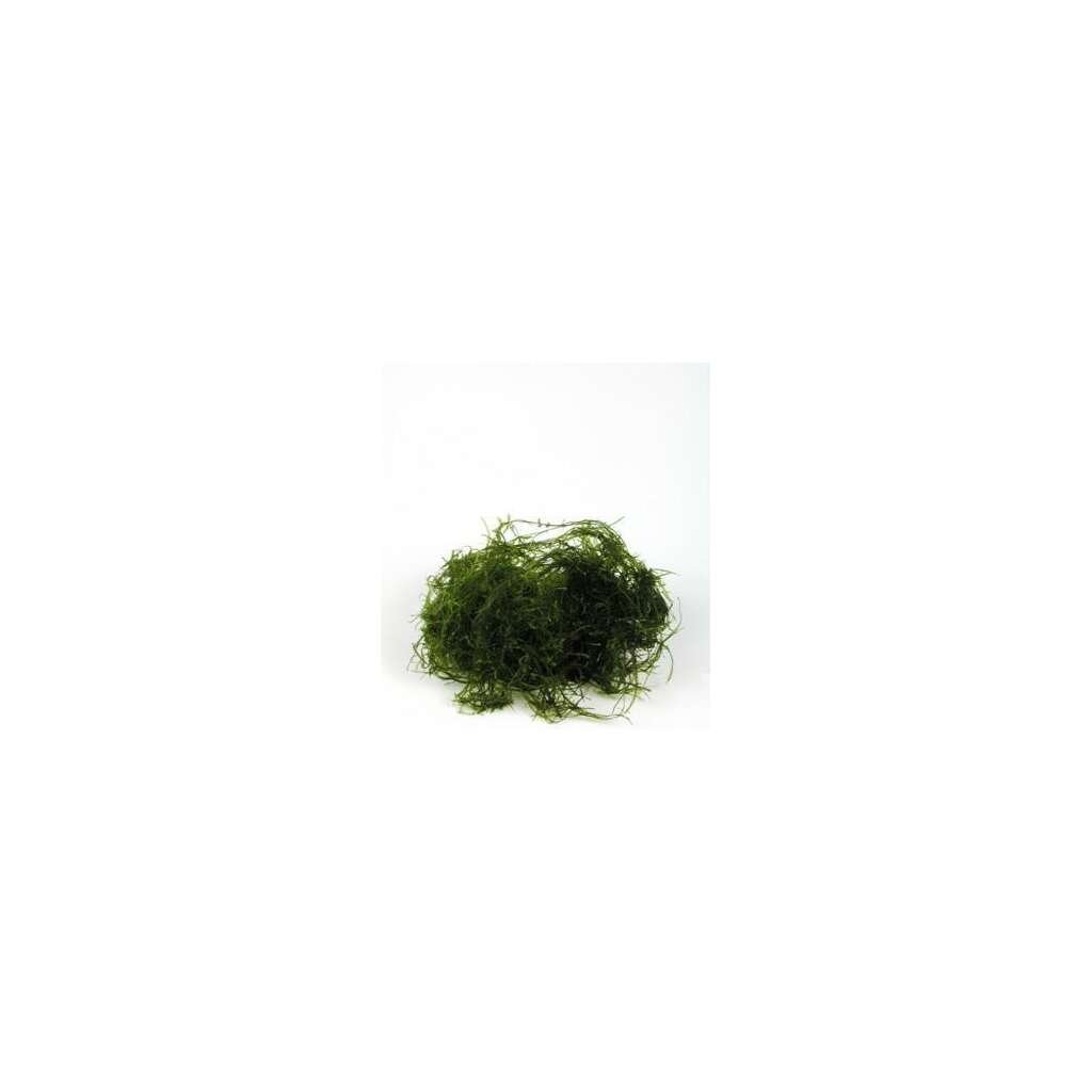 PORCIÓN DE VESICULARIA DUBYANA - Imagen 1