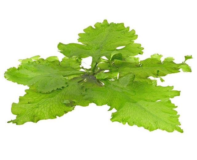ceratopteris-pteridoides CERATOPTERIS PTERIDOIDES - Imagen 1